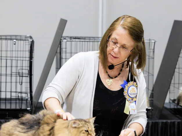A cat show judge stroking a long-haired tabby on the judging table